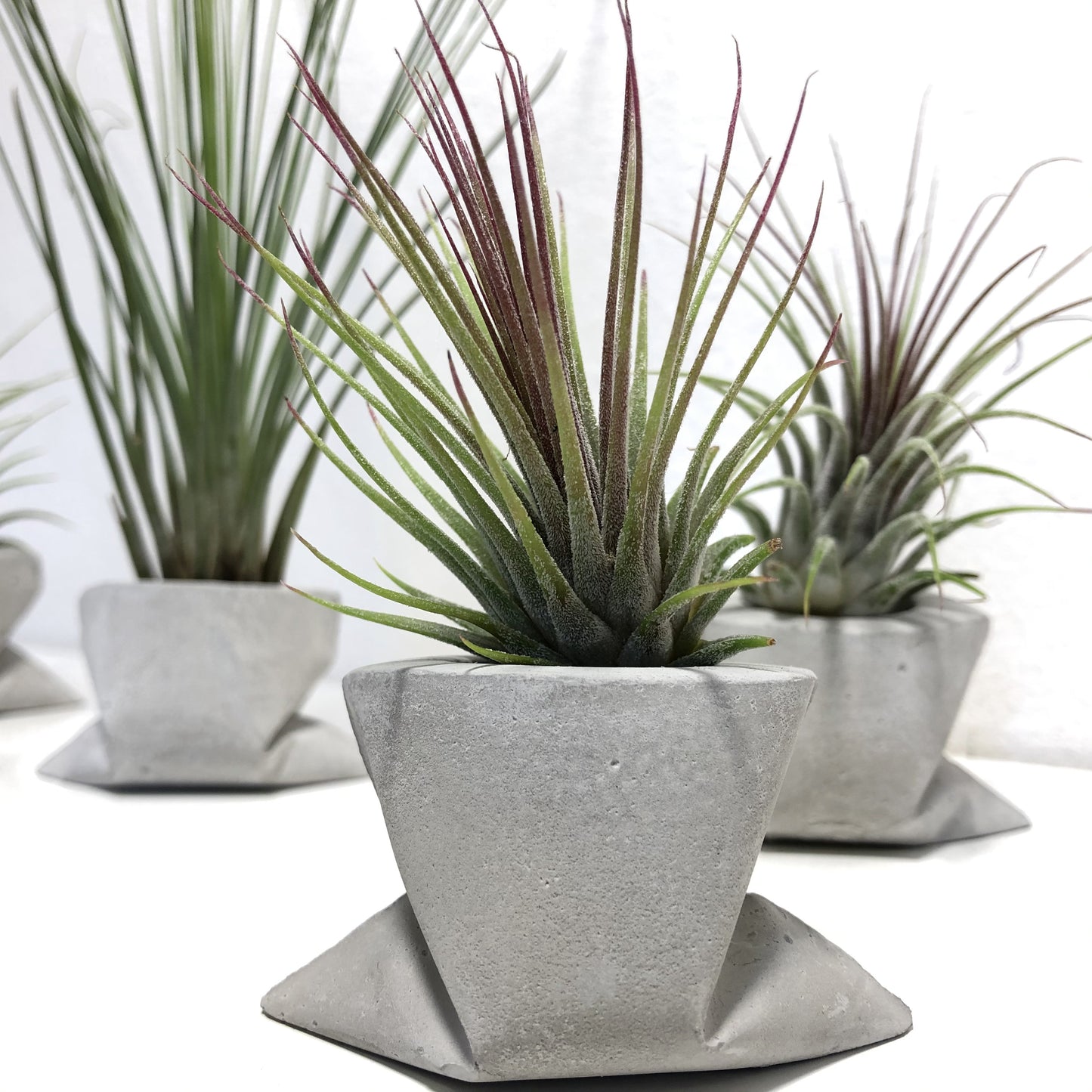 Potty bag for Air Plant