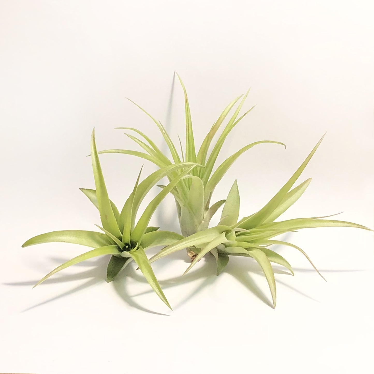 Air Plant Tillandsia Multiflora Green