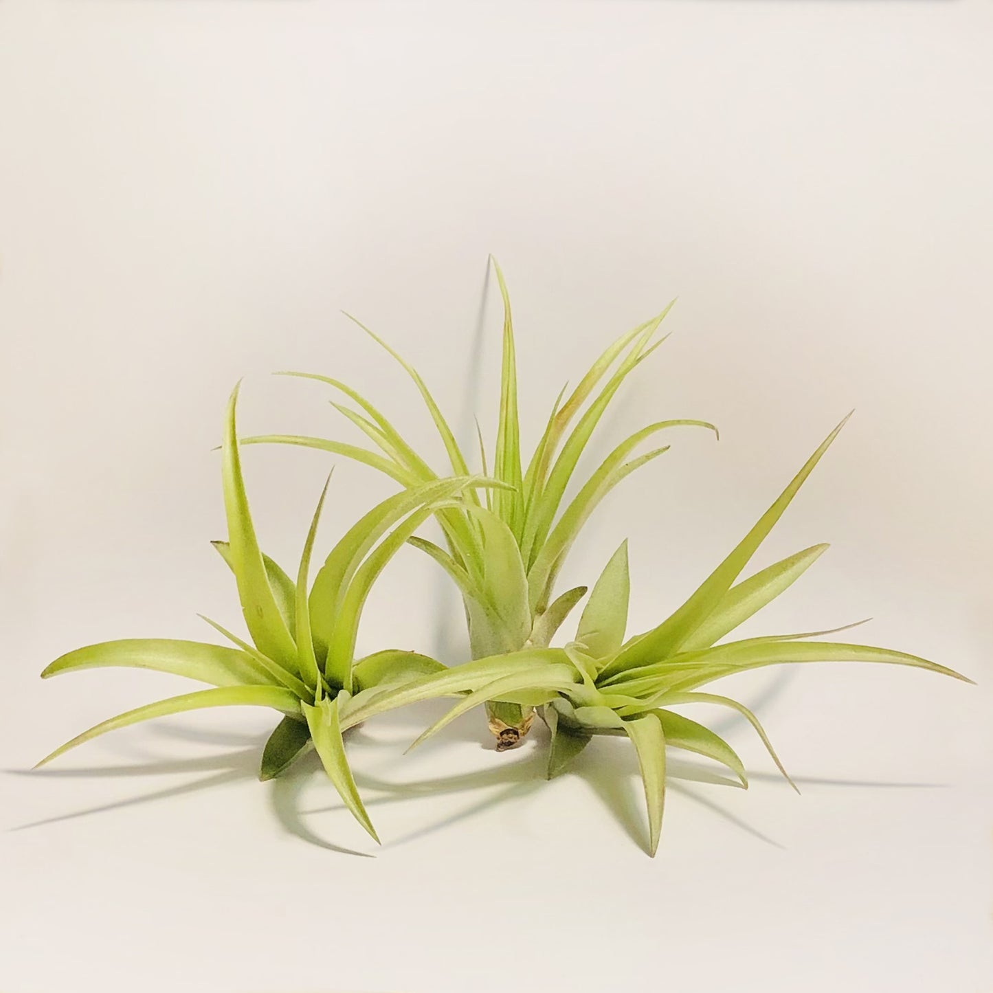 Air Plant Tillandsia Multiflora Green