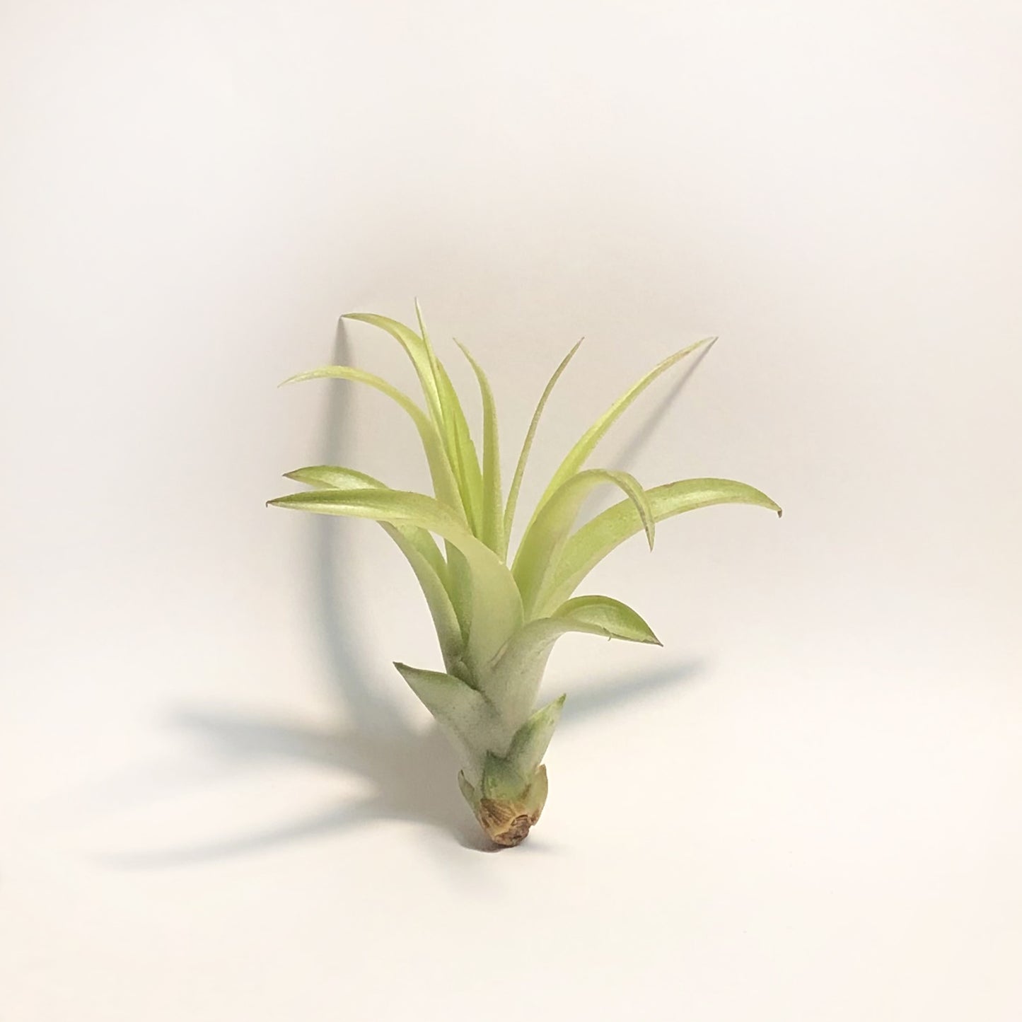 Air Plant Tillandsia Multiflora Green