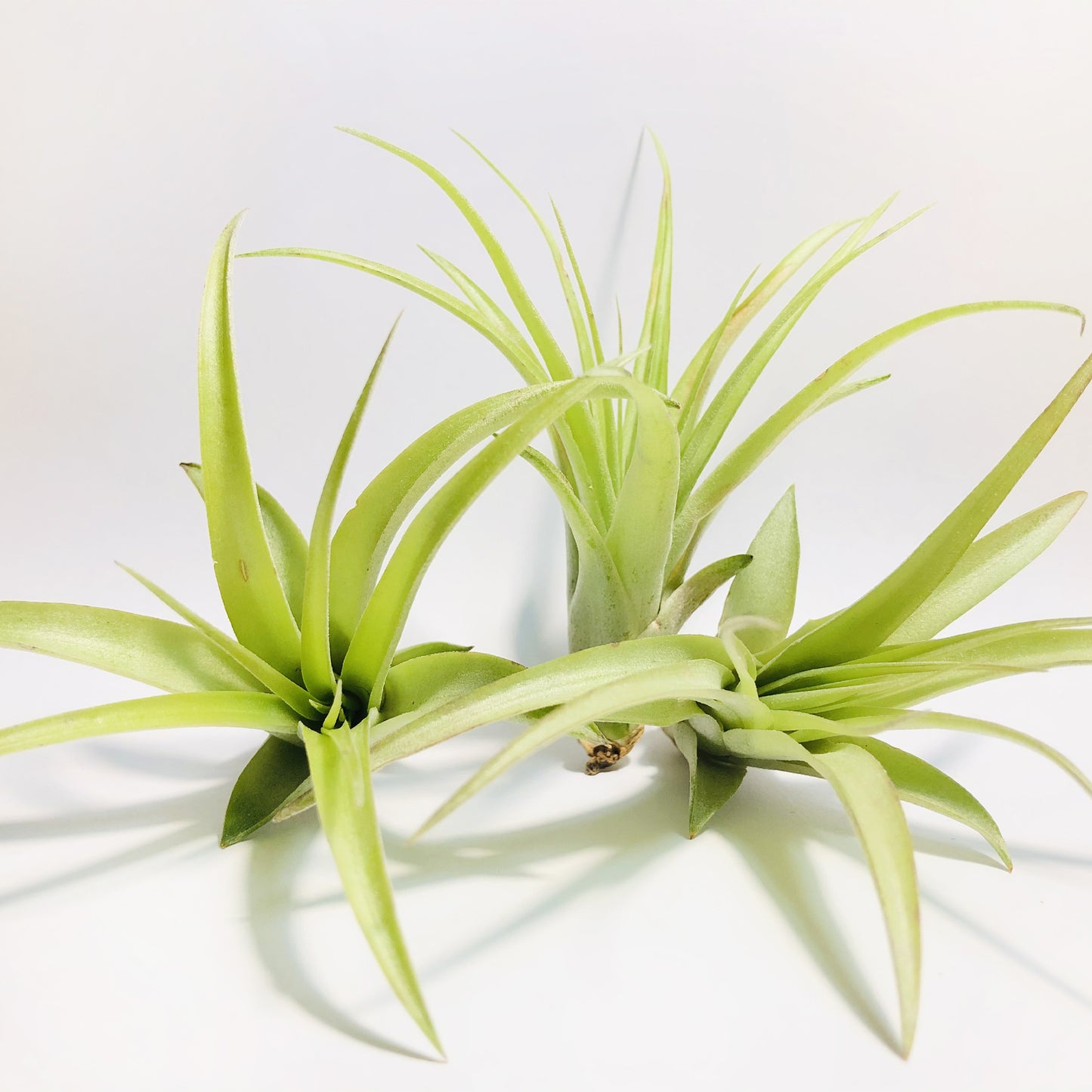 Air Plant Tillandsia Multiflora Green