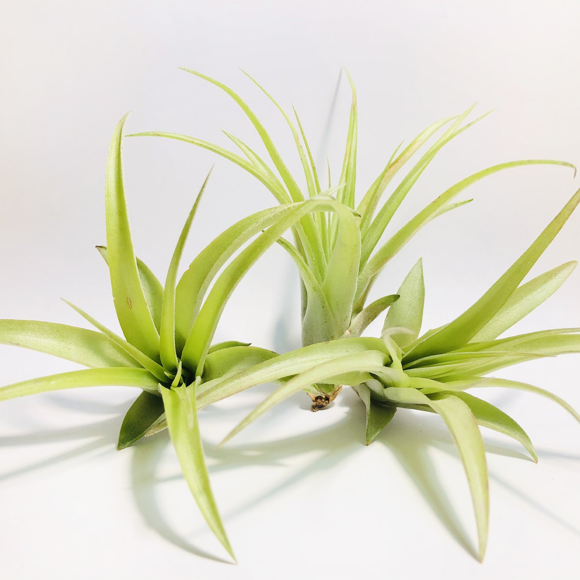 Pianta Aerea Tillandsia Multiflora Green – Mellow Concrete