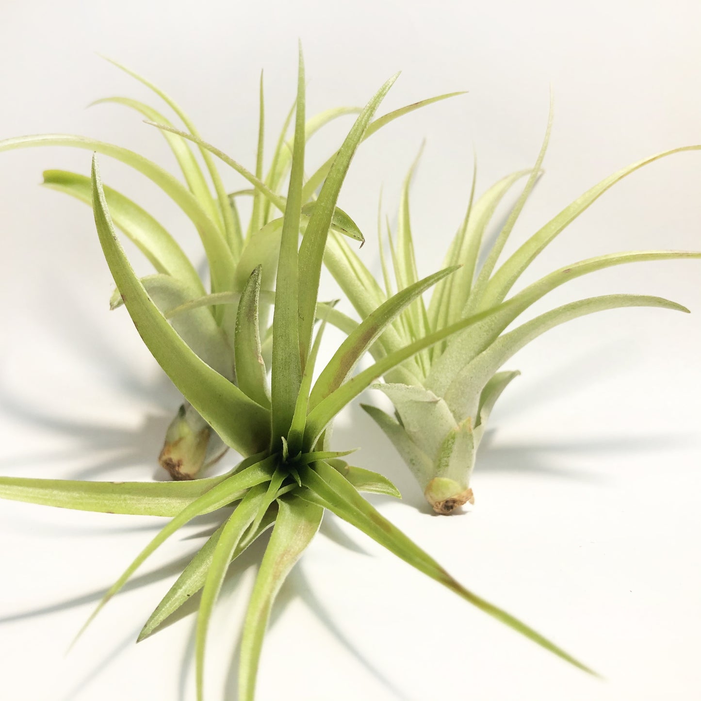 Air Plant Tillandsia Multiflora Green