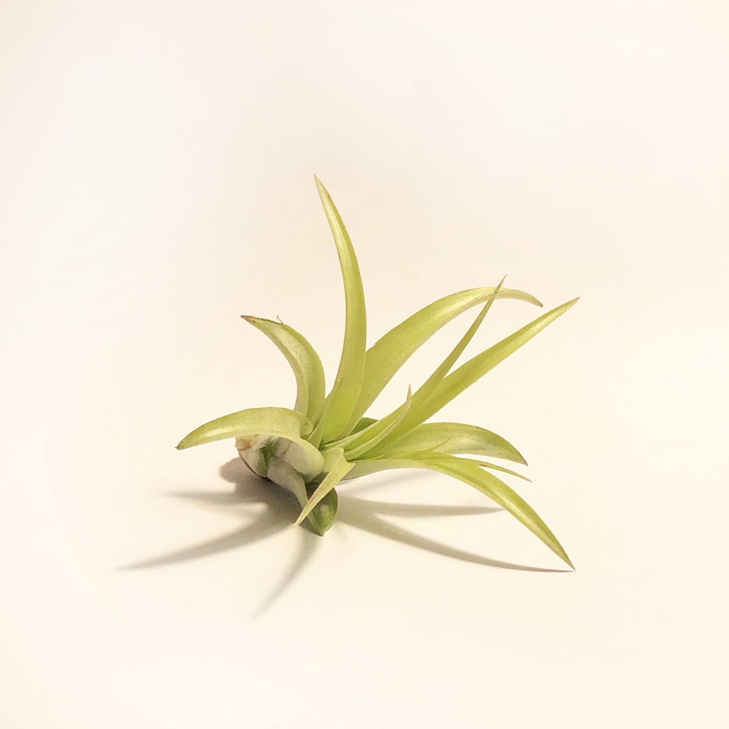 Air Plant Tillandsia Multiflora Green