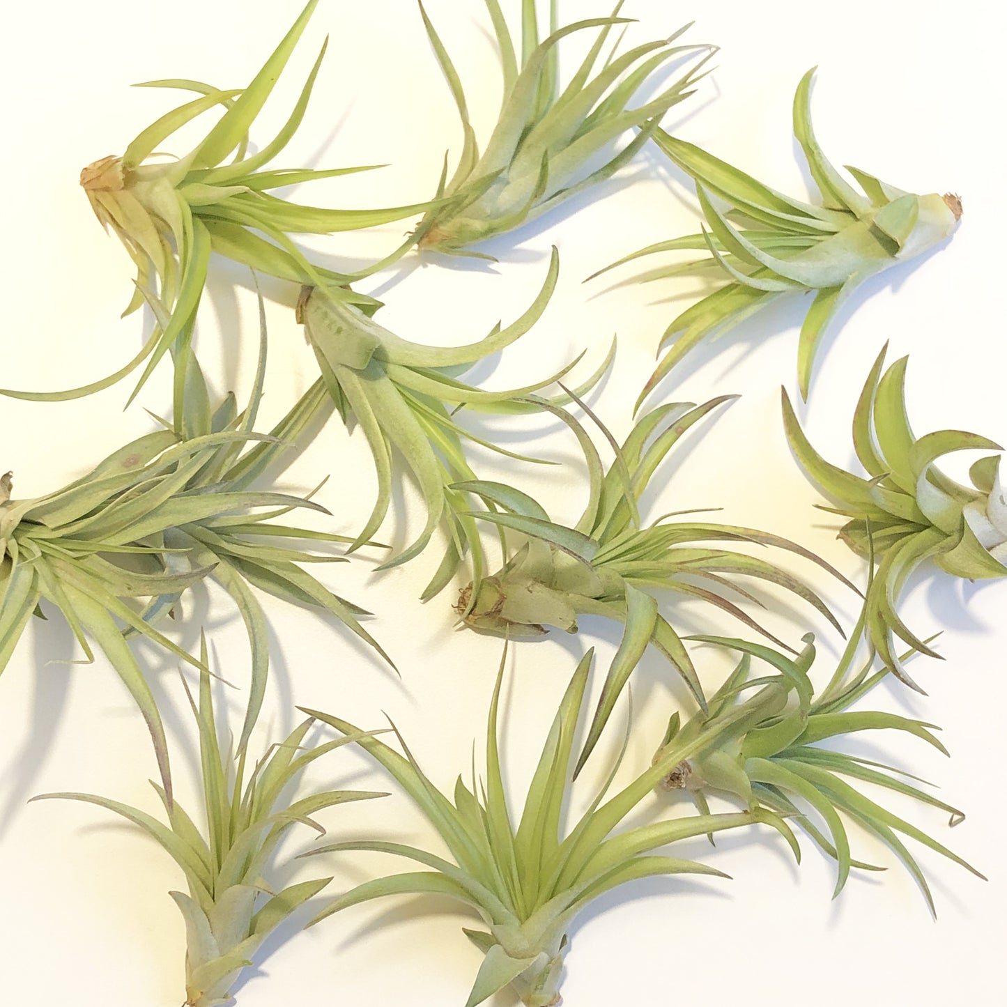 Air Plant Tillandsia Multiflora Green