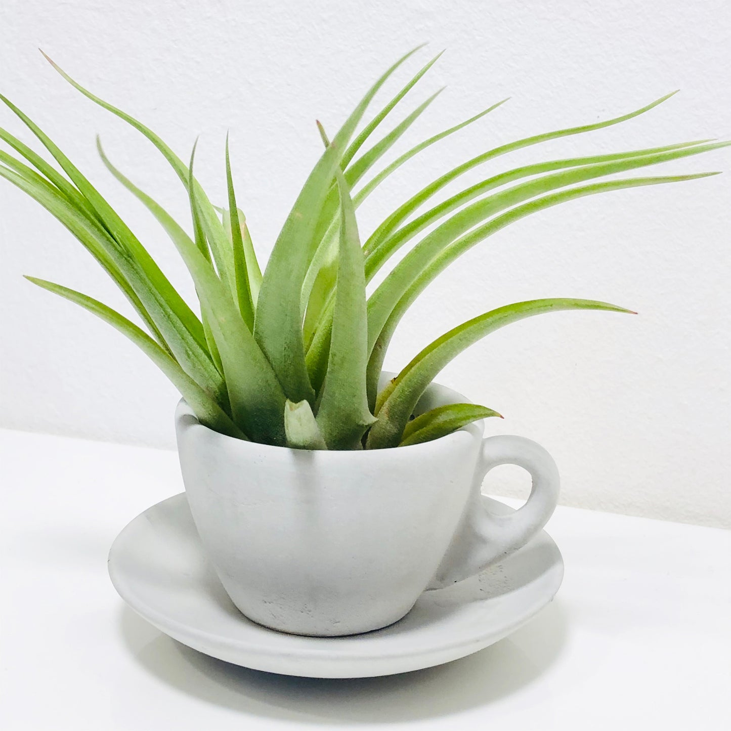 Coffee Cup Vase for Plants and Flowers